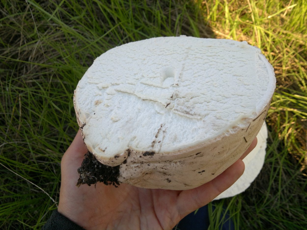 Шампиньон полевой Agaricus arvensis