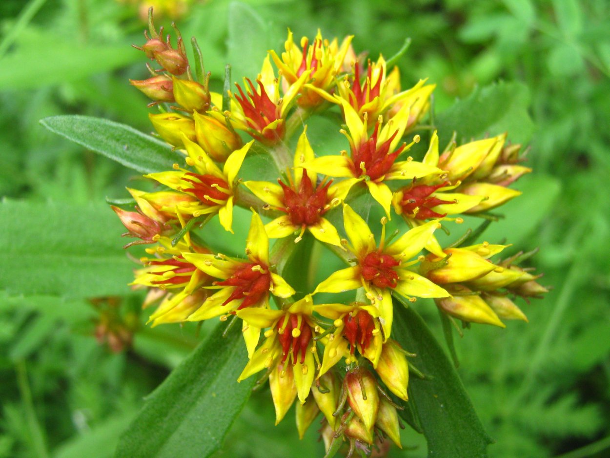 Травянистые растения Забайкалья