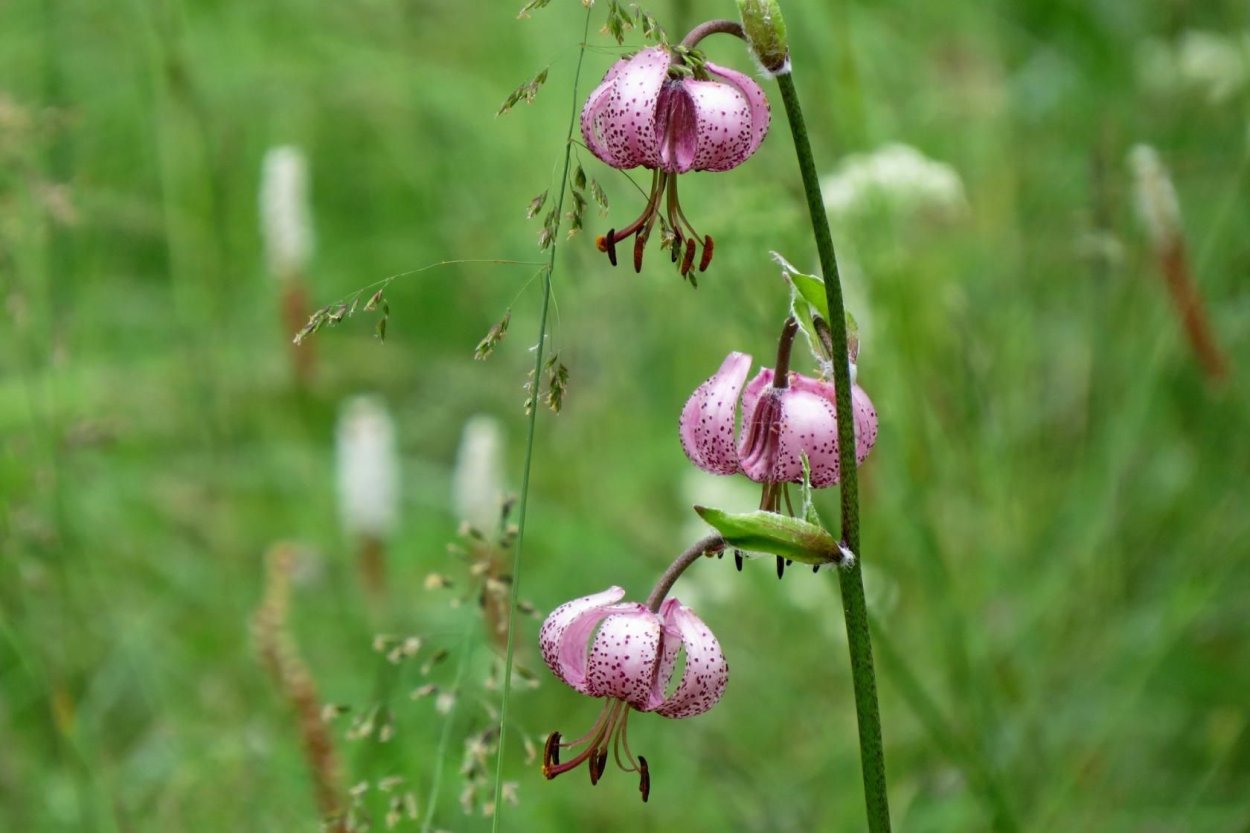 Растения Забайкальского края