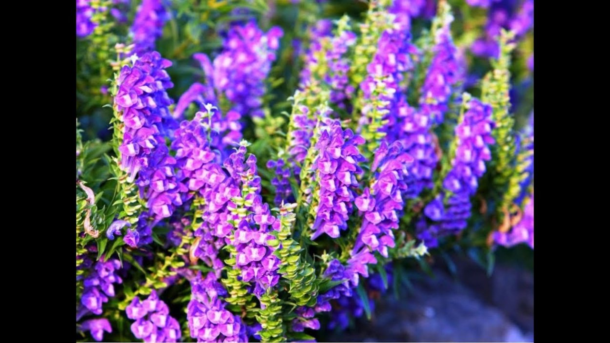 Шлемник Байкальский