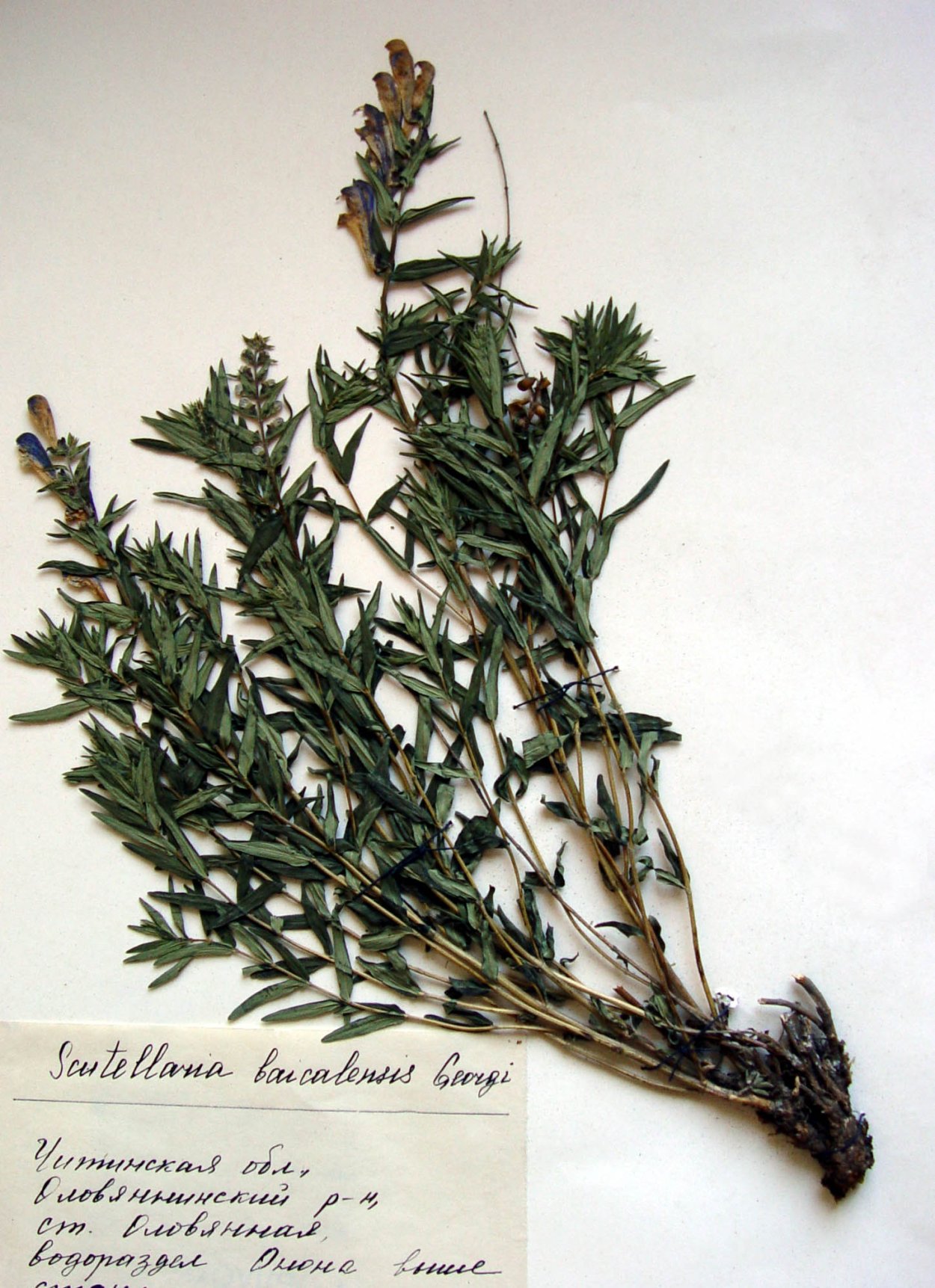 Трава маточник в Забайкалье