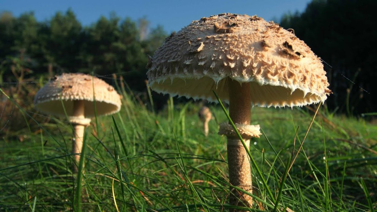 Гриб змейка