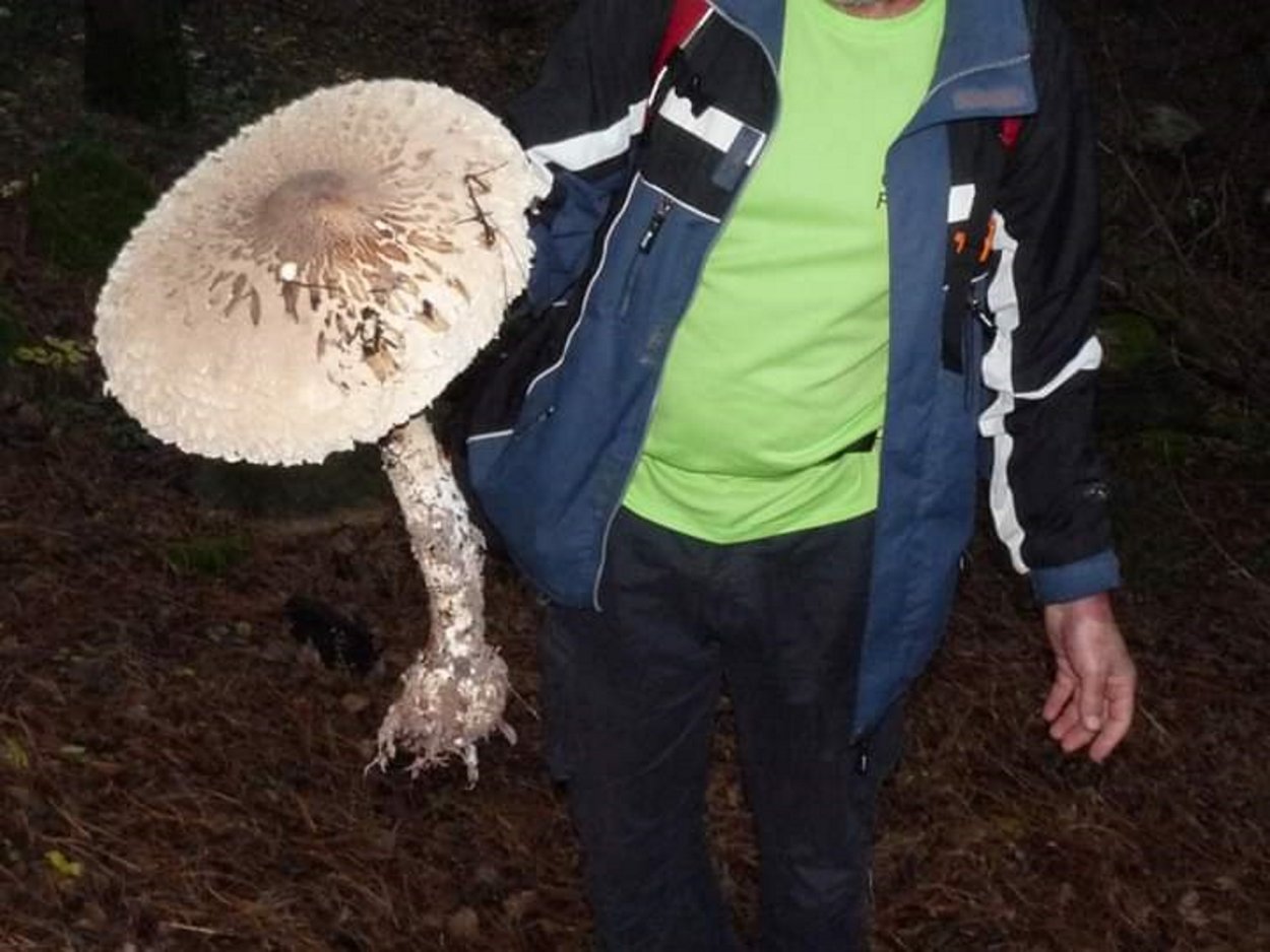 Гриб зонтик краснеющий съедобный