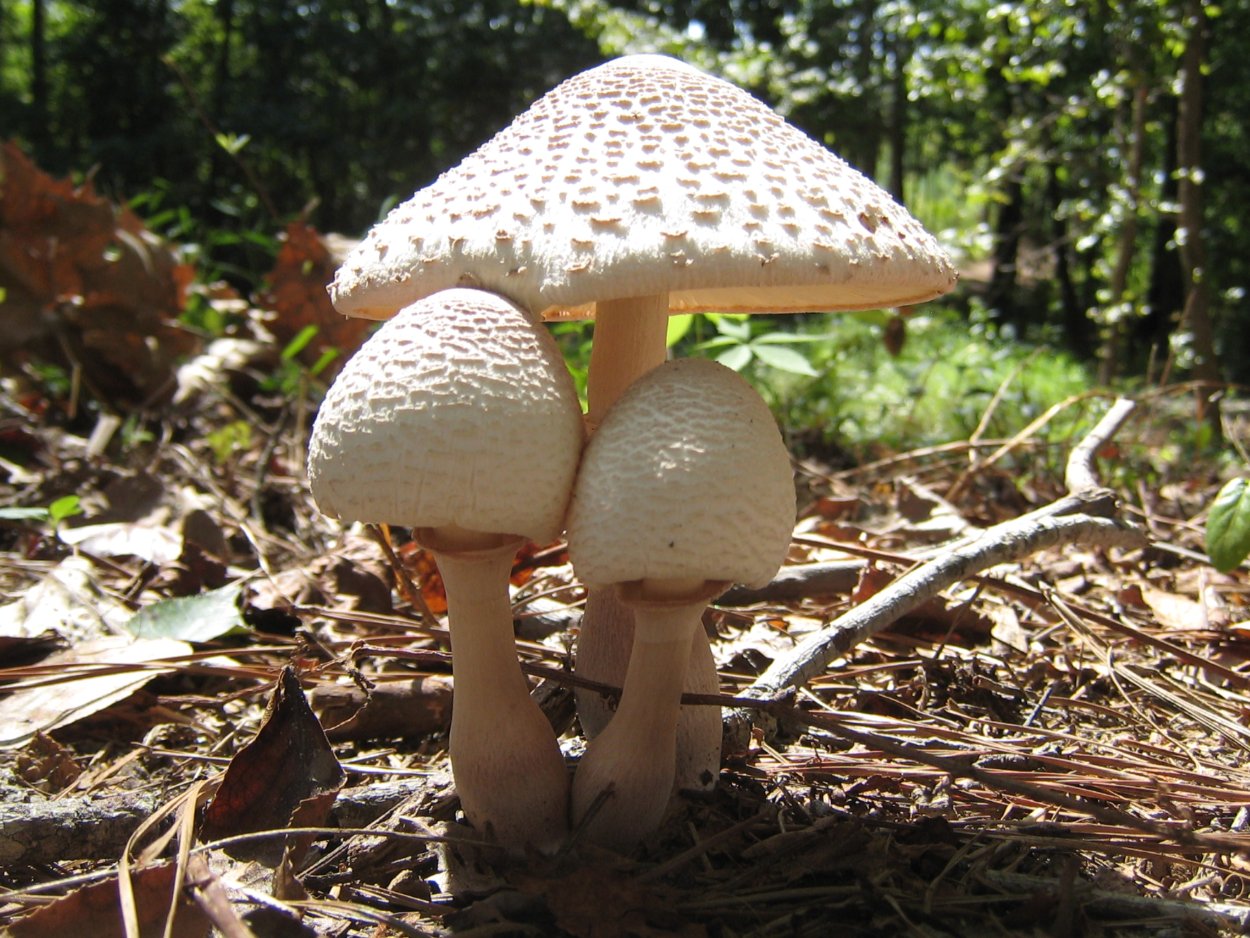 Гриб-зонтик краснеющий (Chlorophyllum rhacodes)