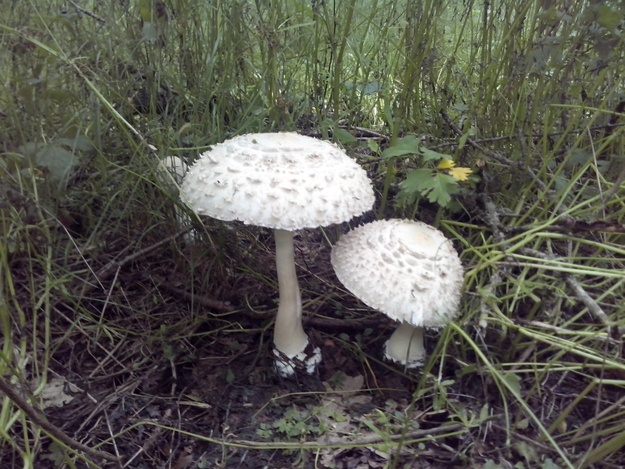 Гриб-зонтик съедобный и несъедобный