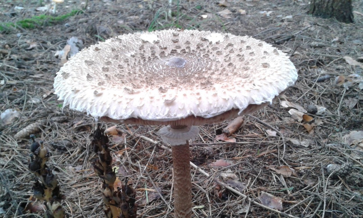 Зонтик Конрада (Macrolepiota konradii)
