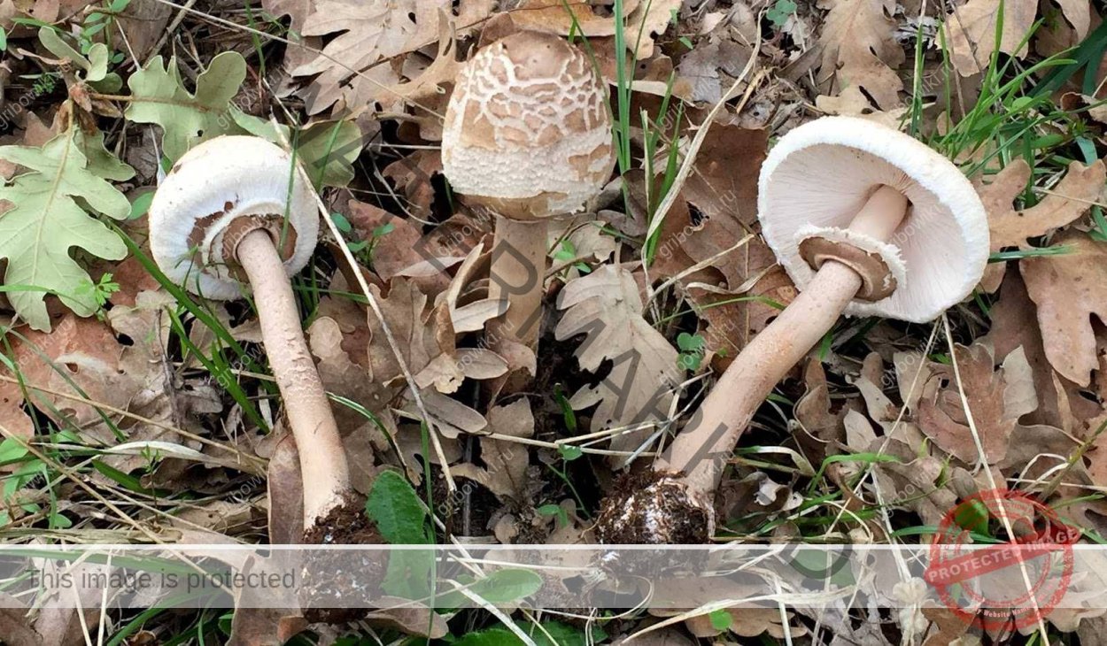 Гриб зонтик и лепиота сравнение