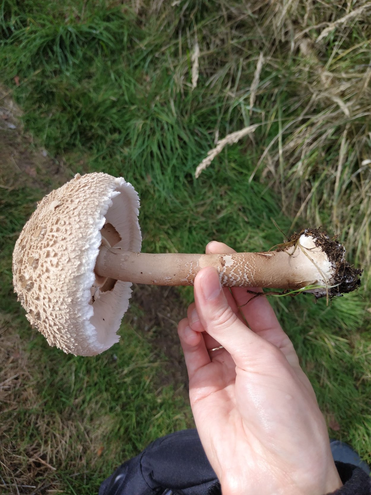 Гриб-зонтик сосцевидный темный