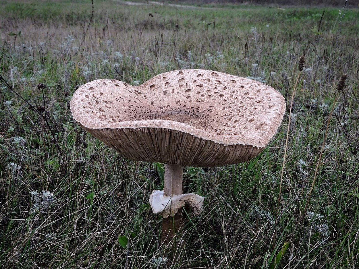Гриб-зонтик девичий