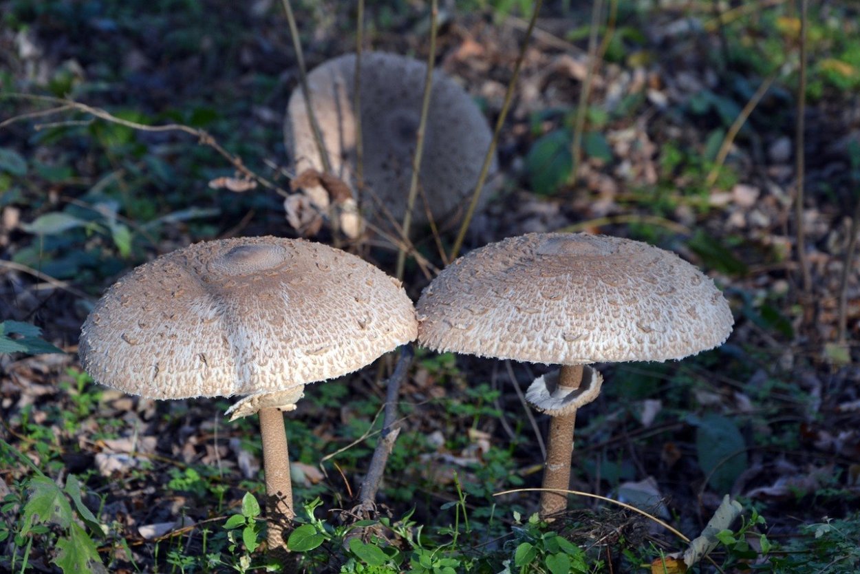 Грибы съедобные и несъедобные приложения