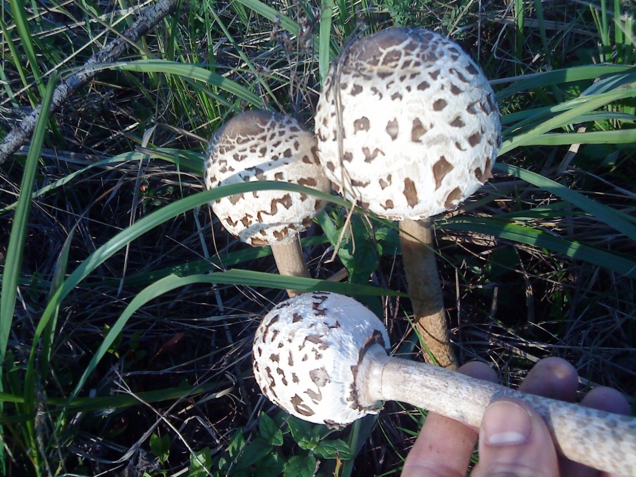 Гриб зонтик краснеющий съедобный