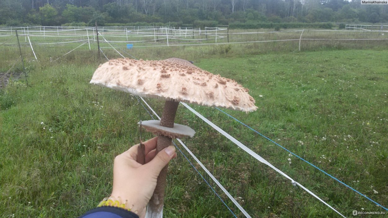 Гриб зонтик пёстрый пластинчатый