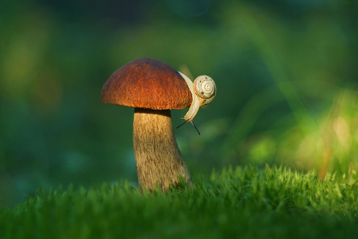 Миленькие грибочки