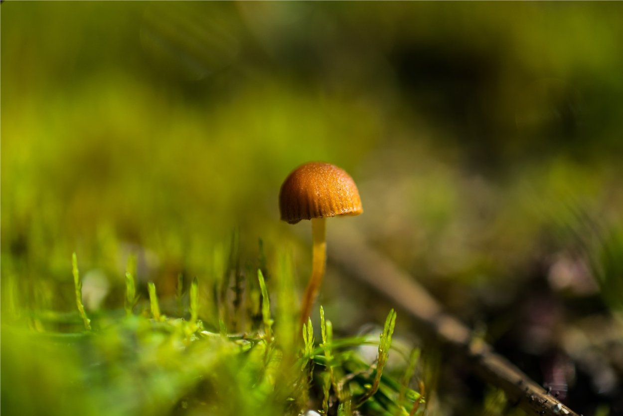 Самый маленький гриб