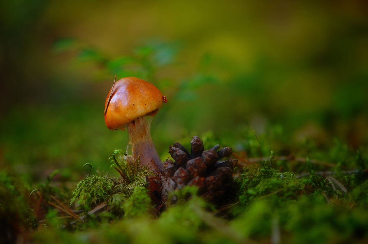 Сосновик гриб