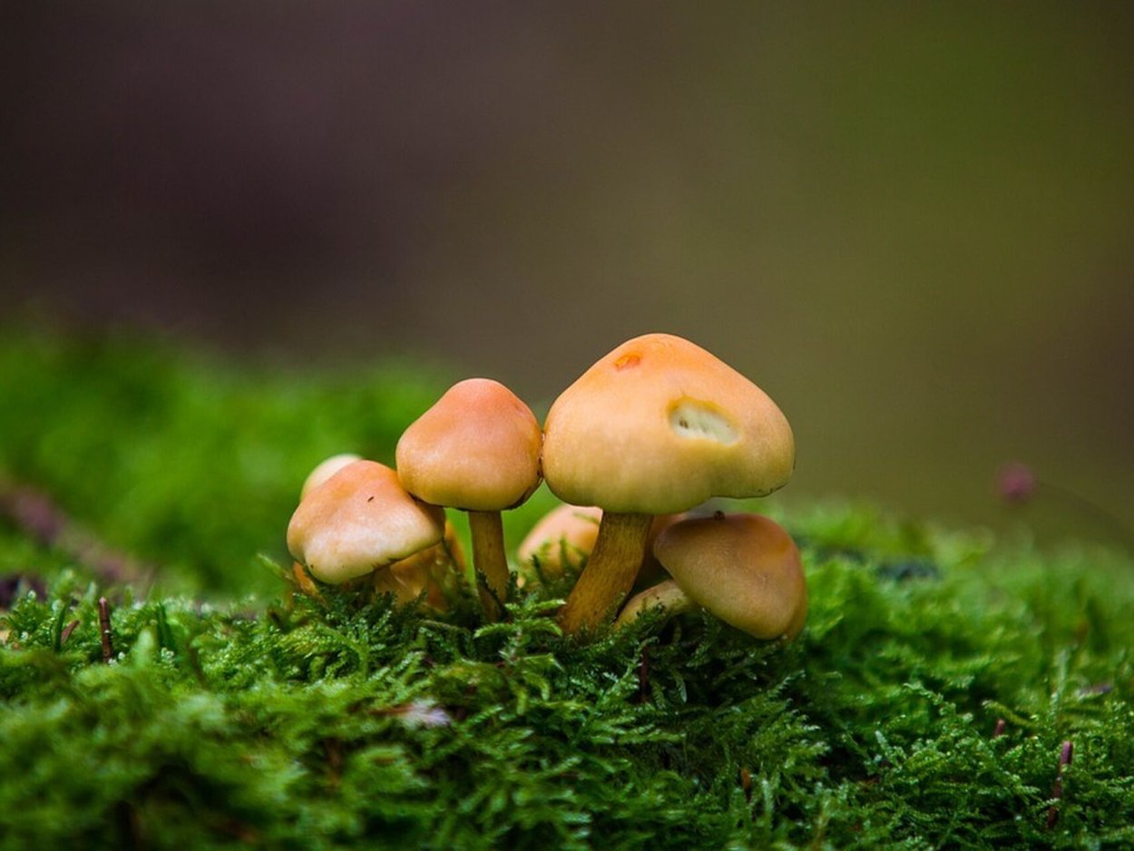 Мелкие грибы
