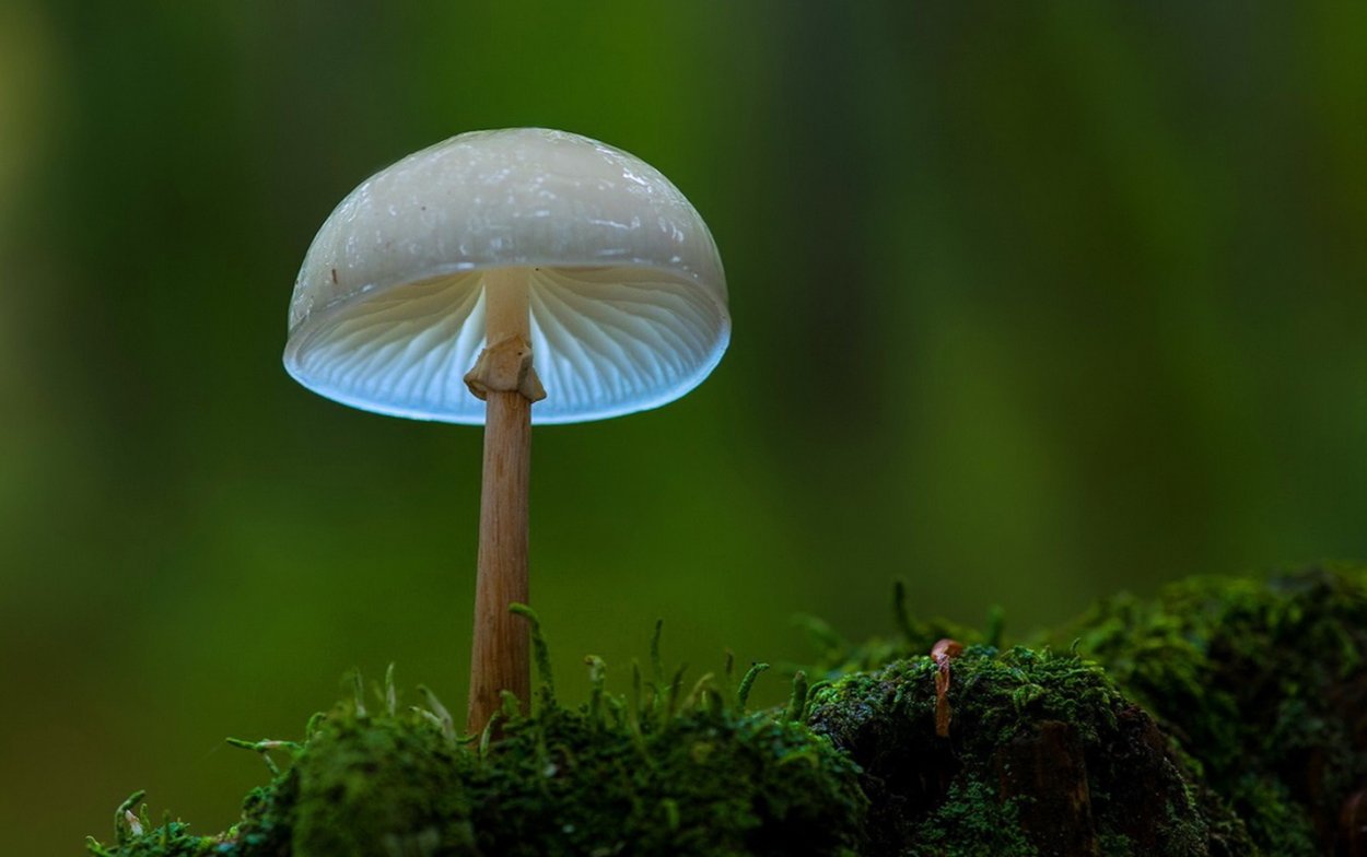 Самый маленький гриб