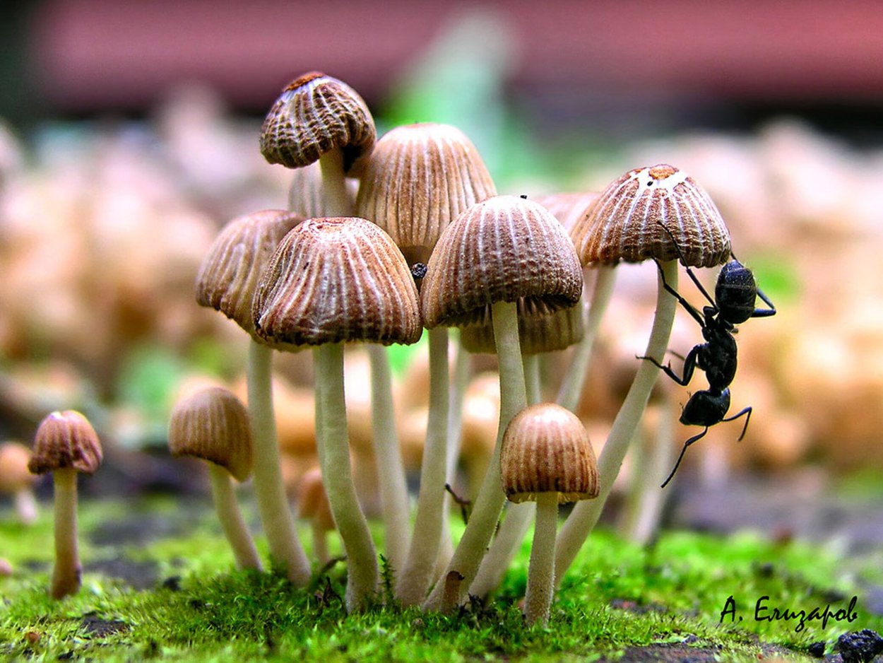 Коноцибе молочная