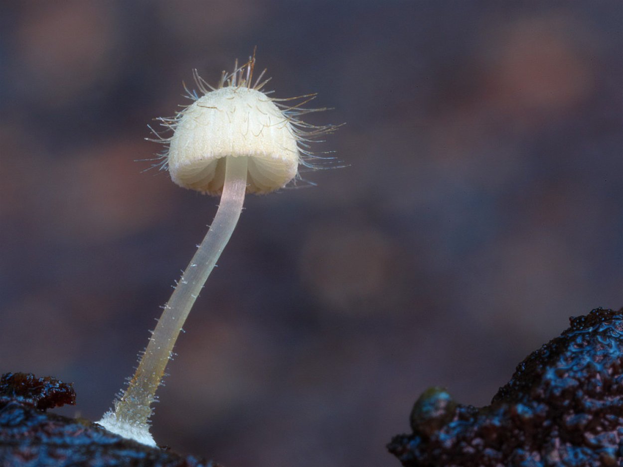 Плютей клубневой