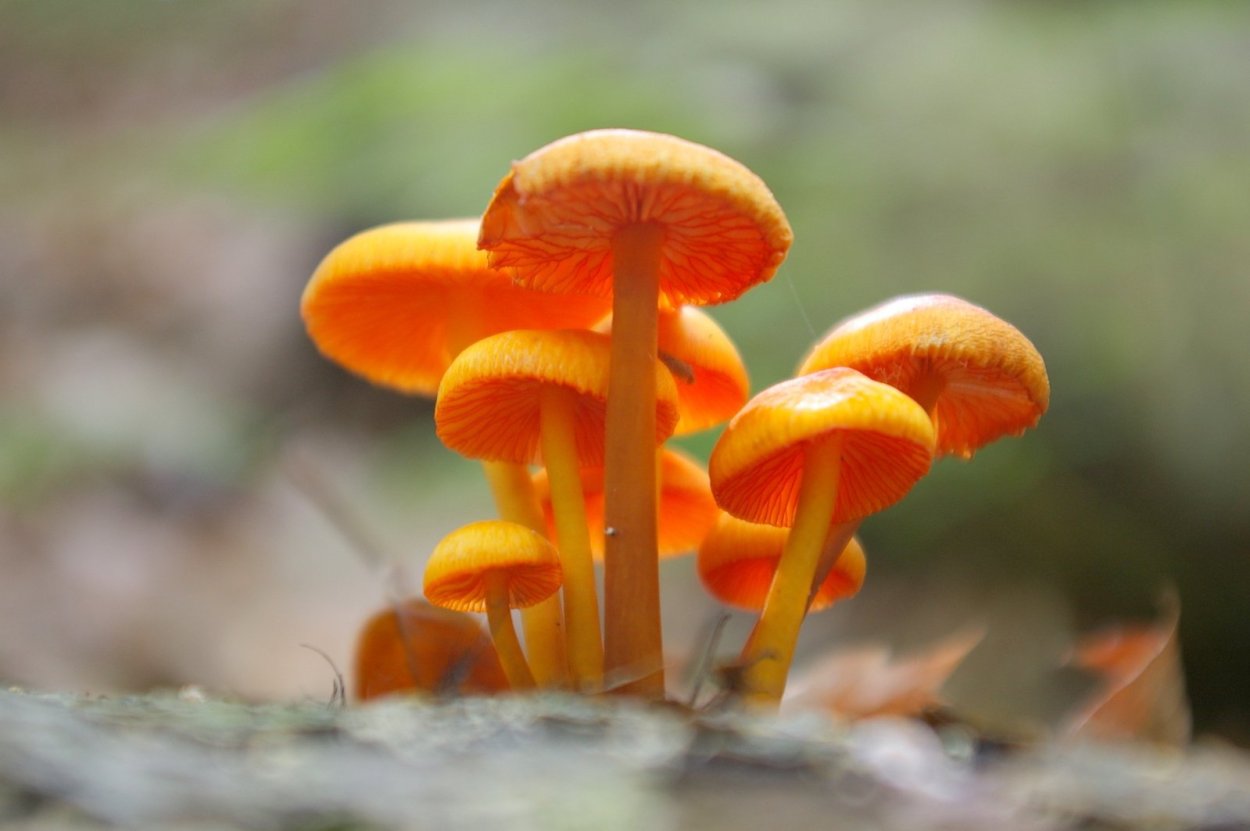 Грибы грибы грибочки