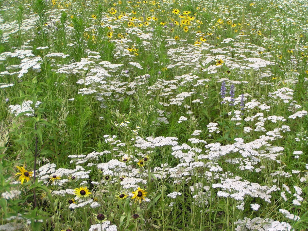 Achillea ochroleuca Ehrh.