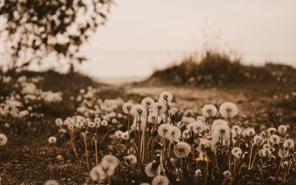 Поле одуванчиков
