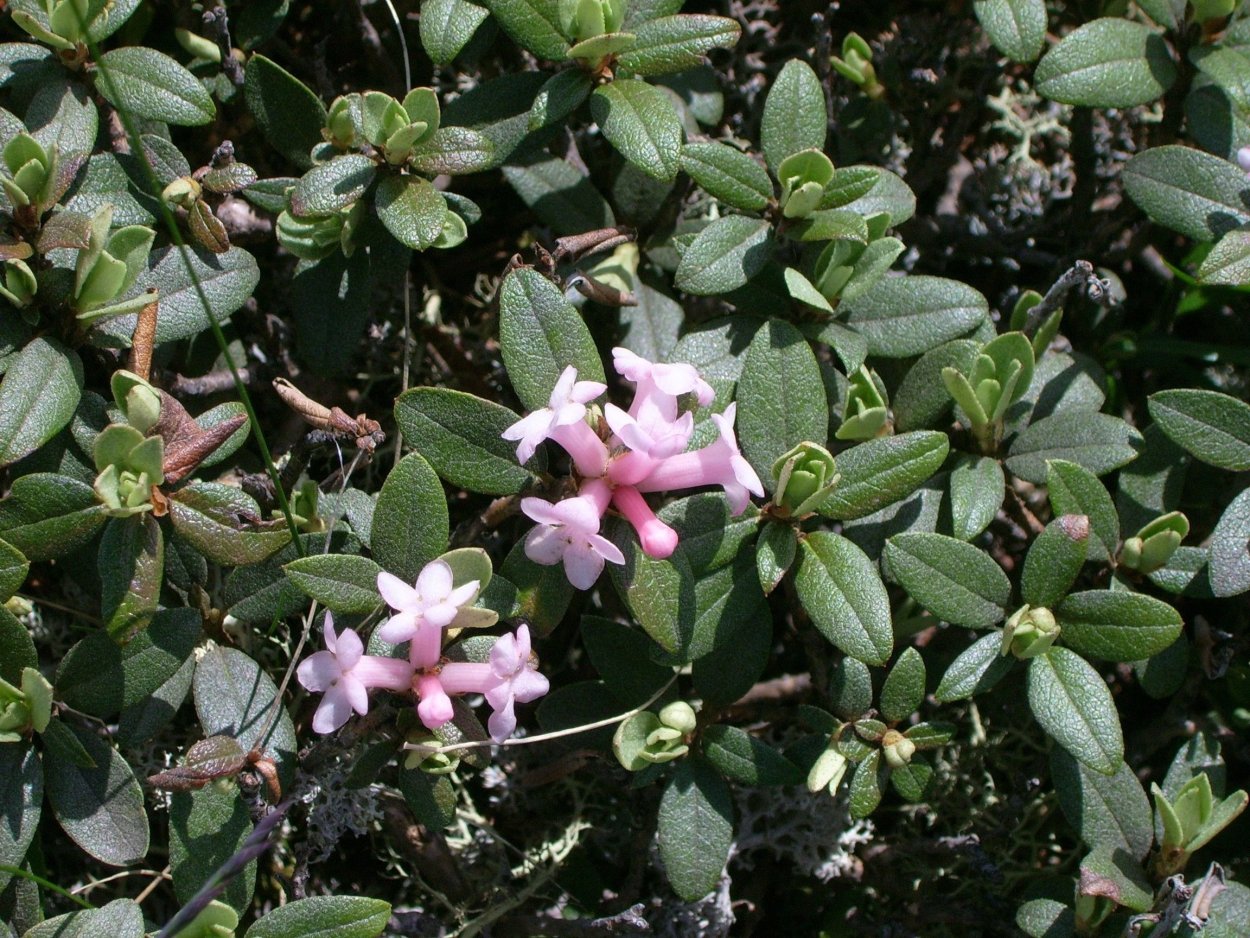 Рододендрон Саган дайля