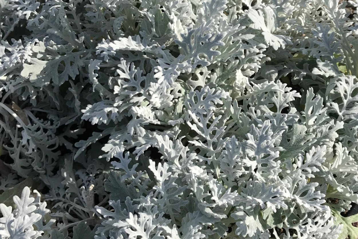 Цинерария Приморская Андромеда