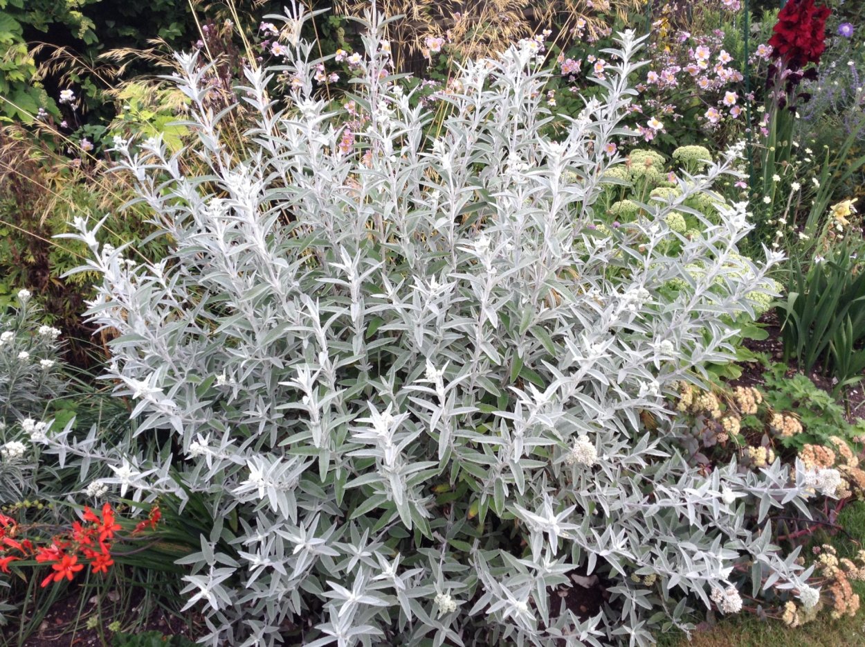 Буддлея Сильвер