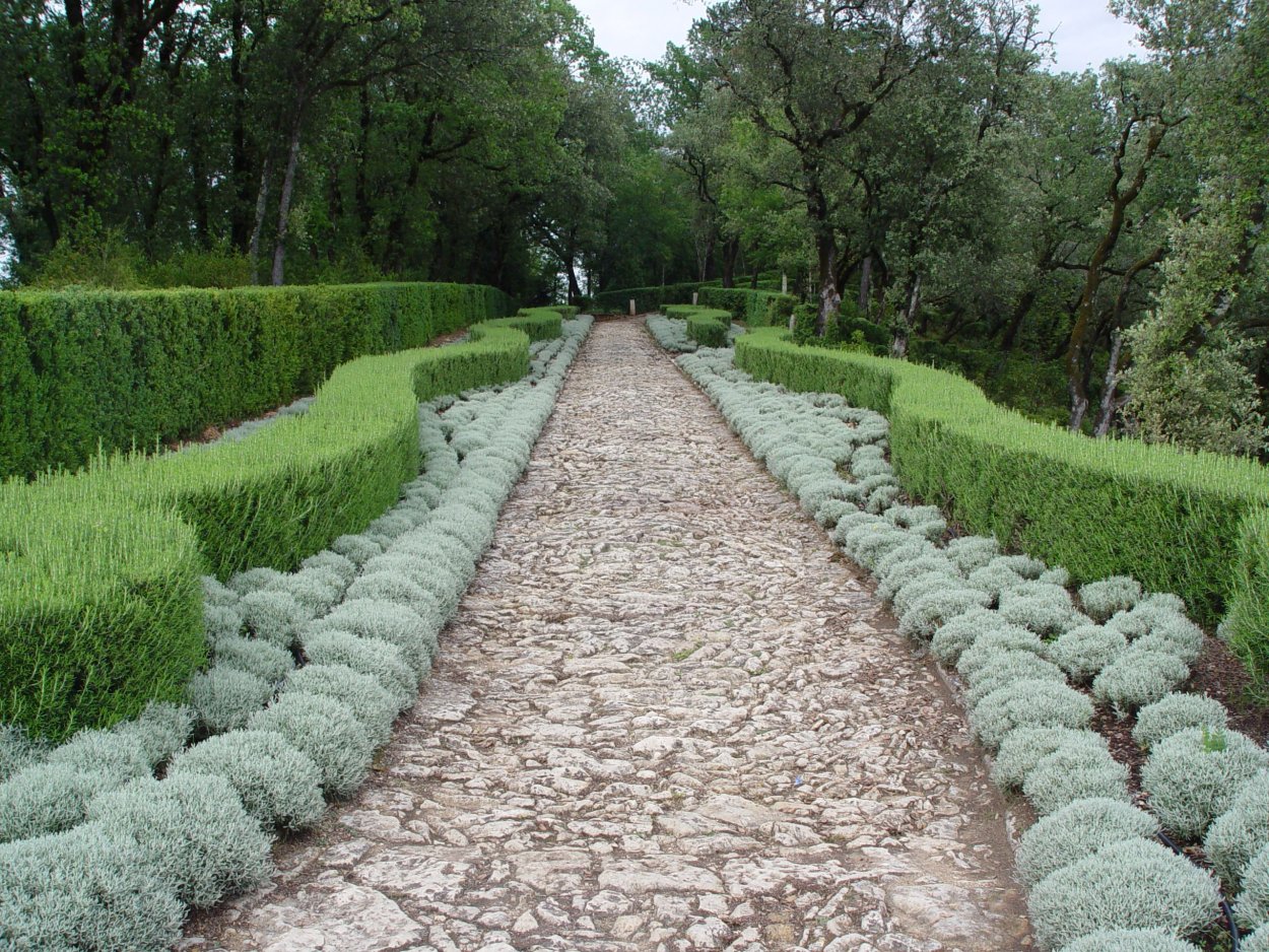 Сантолина в ландшафте