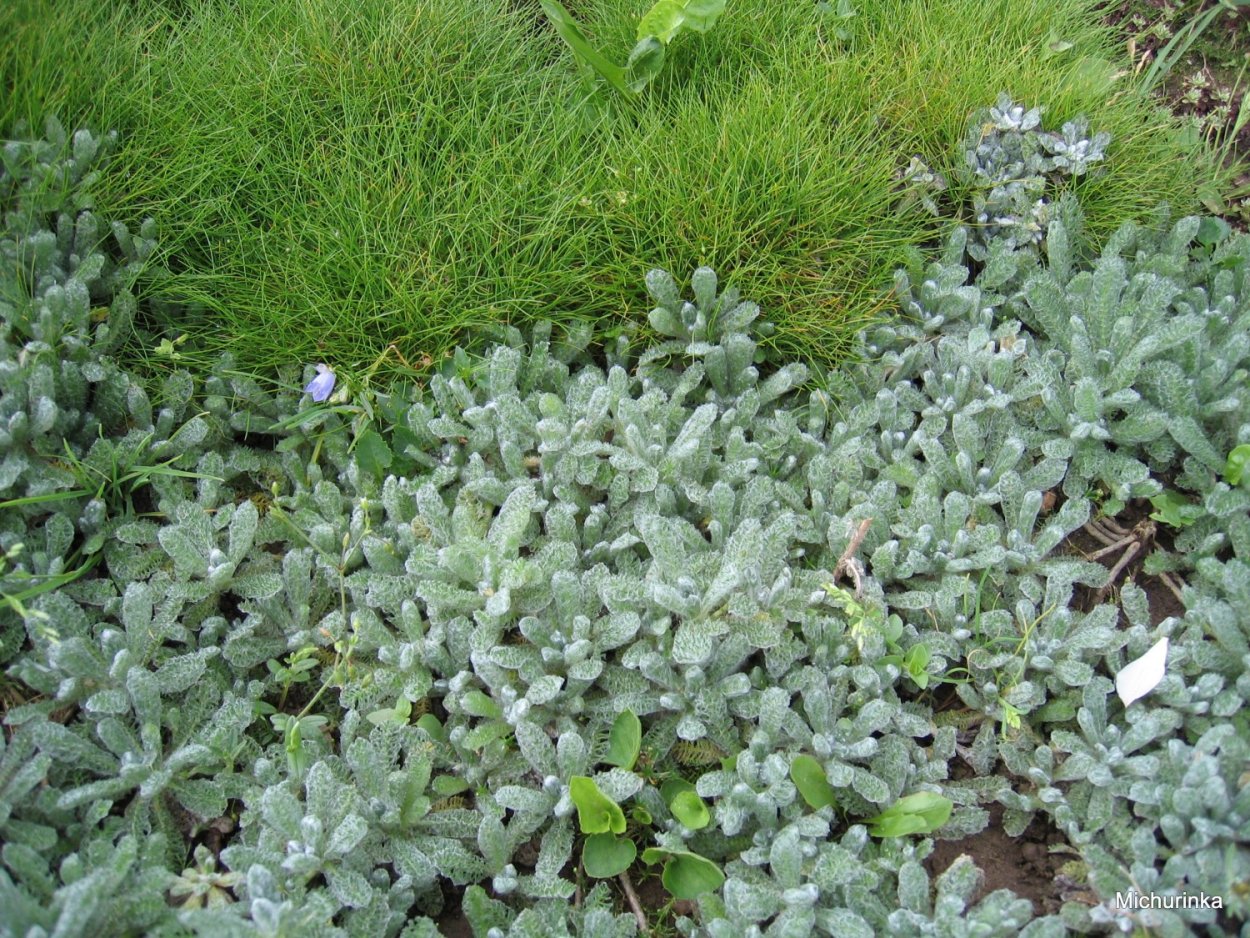 Тысячелистник серебристый почвопокровный