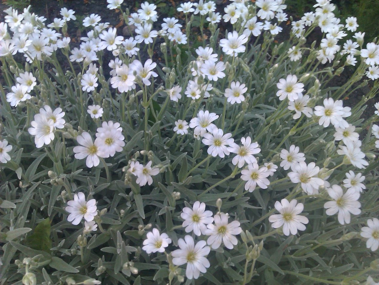 Ясколка Биберштейна серебряный ковёр