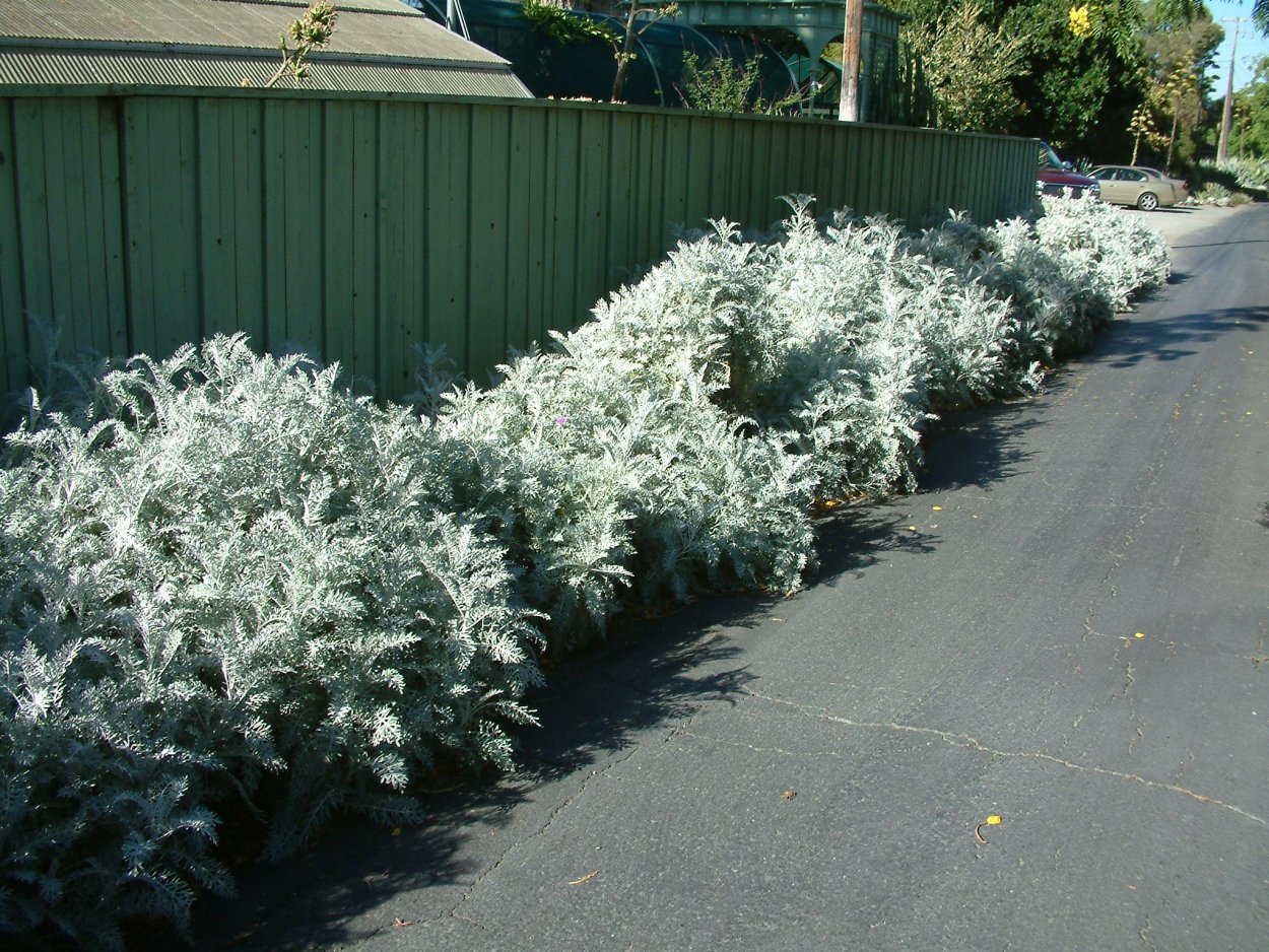 Цинерария Приморская в клумбе