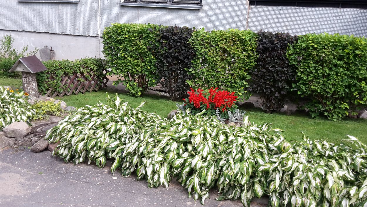 Хоста Живая изгородь