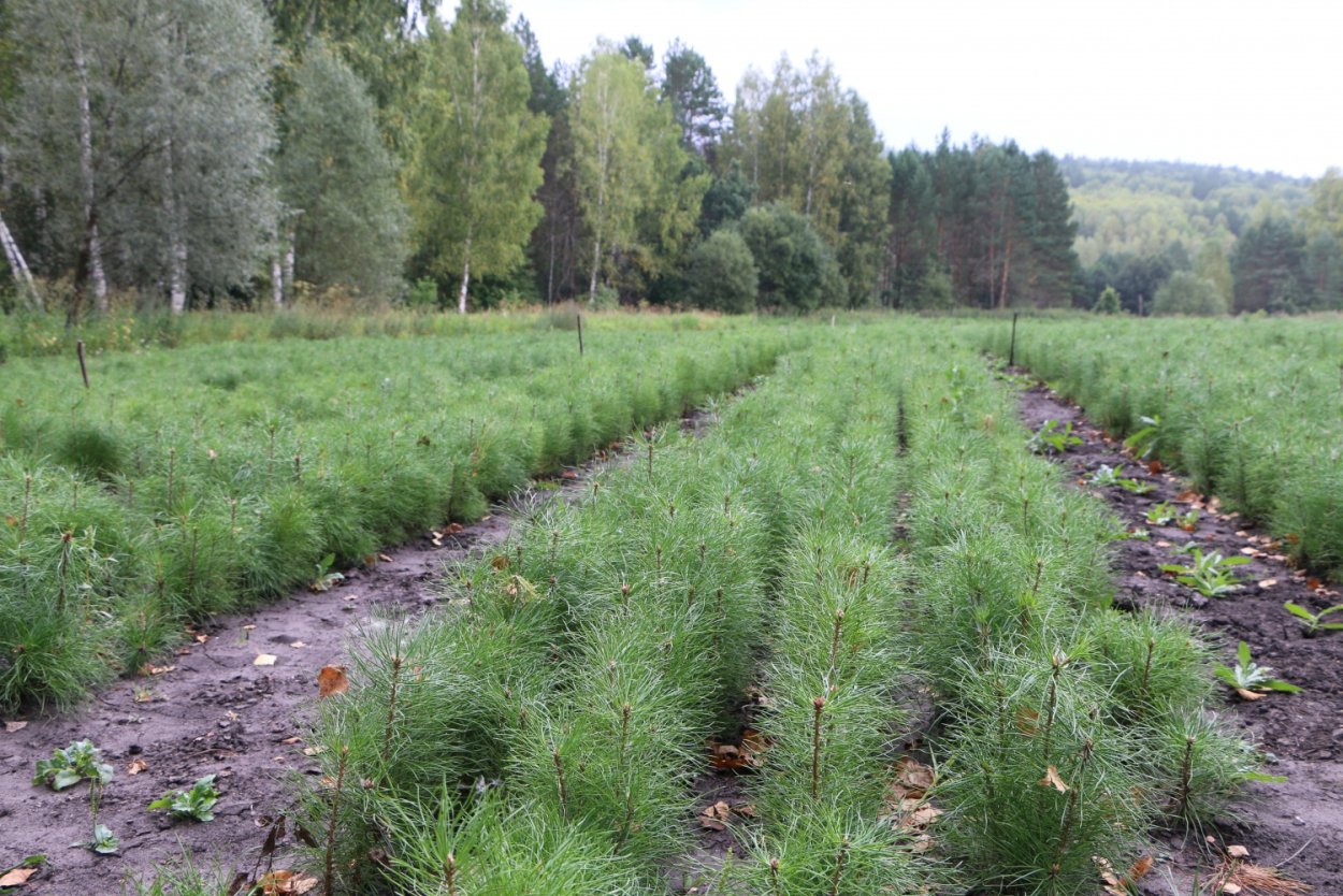 Лесовосстановление лиственницей