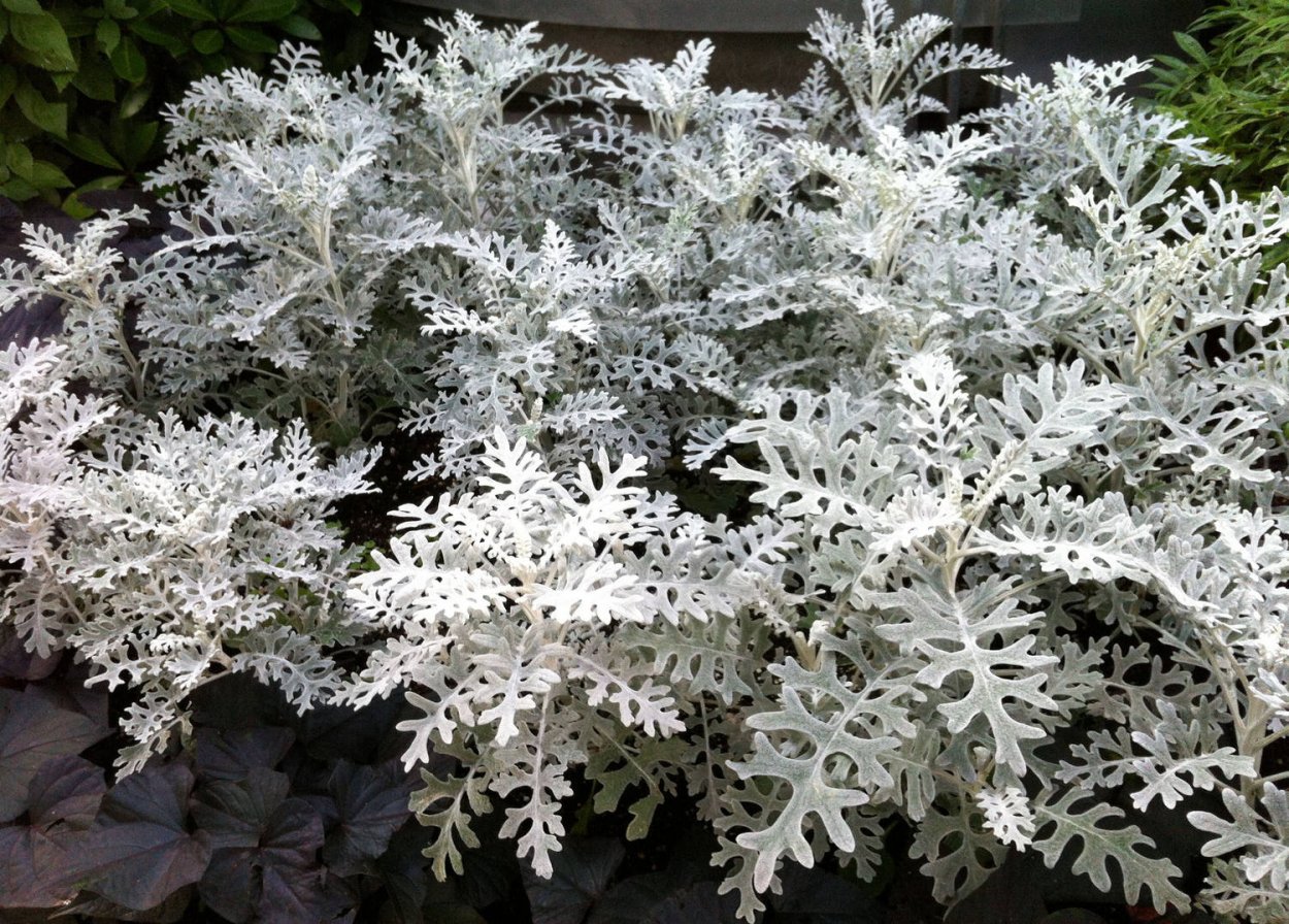 Цинерария Приморская cineraria maritima