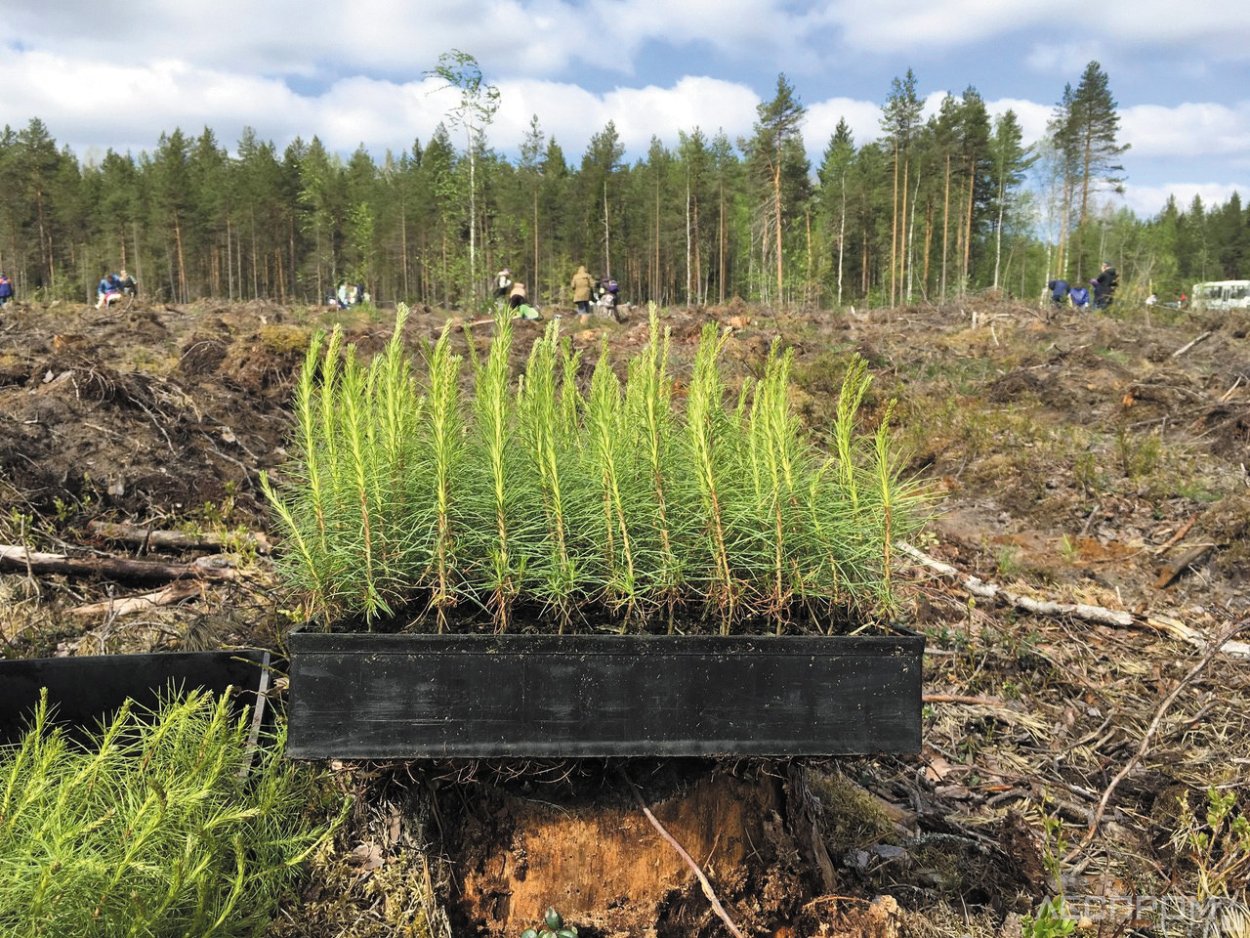 Сеянцы сосны в лесу