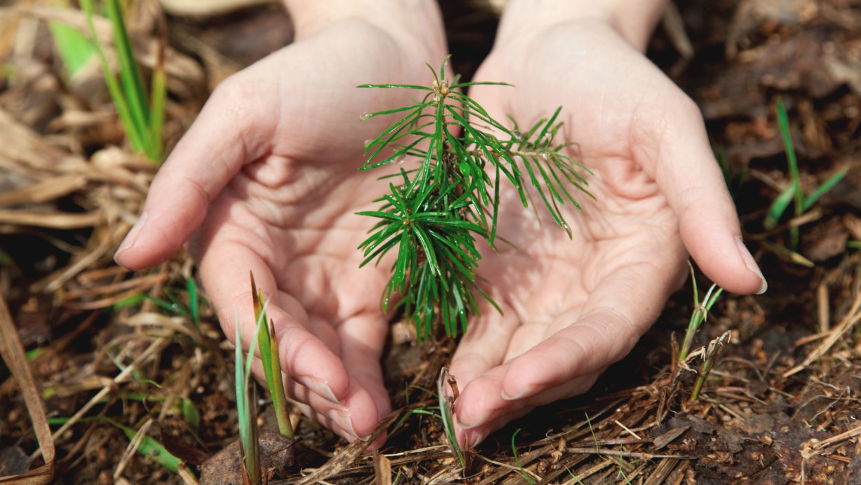 Лесовосстановление лиственница лес