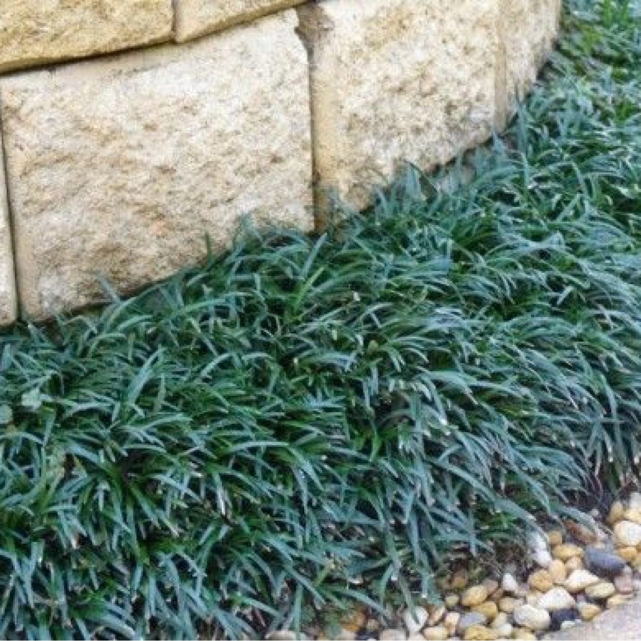 Ophiopogon japonicus Minor