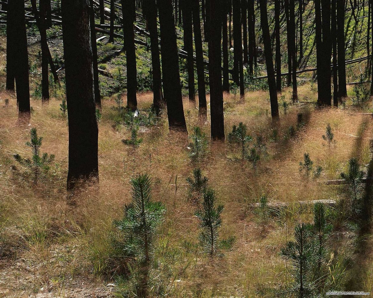 Естественное возобновление леса