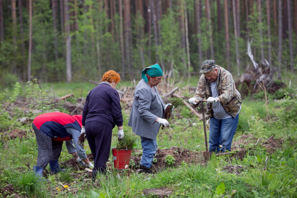 Посадка лесных культур