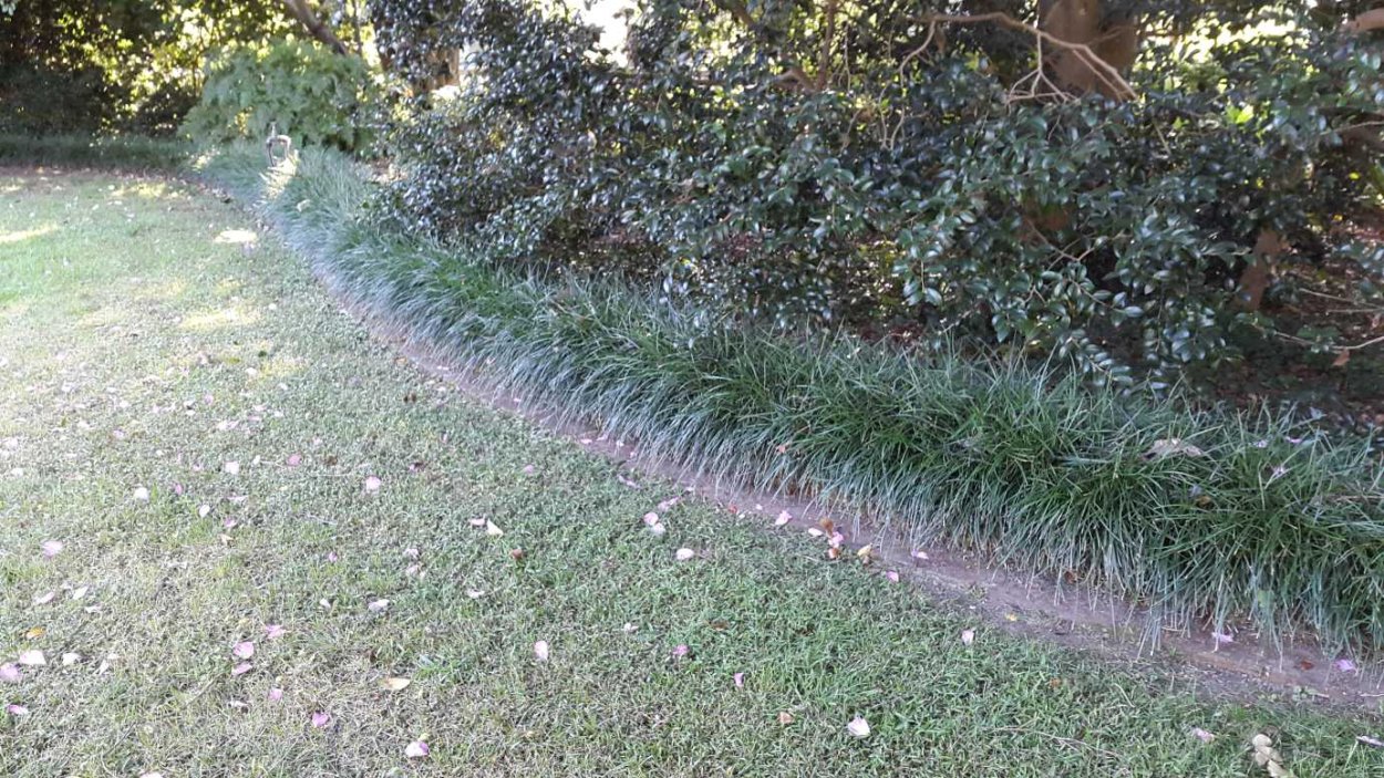 Офиопогон бордюр