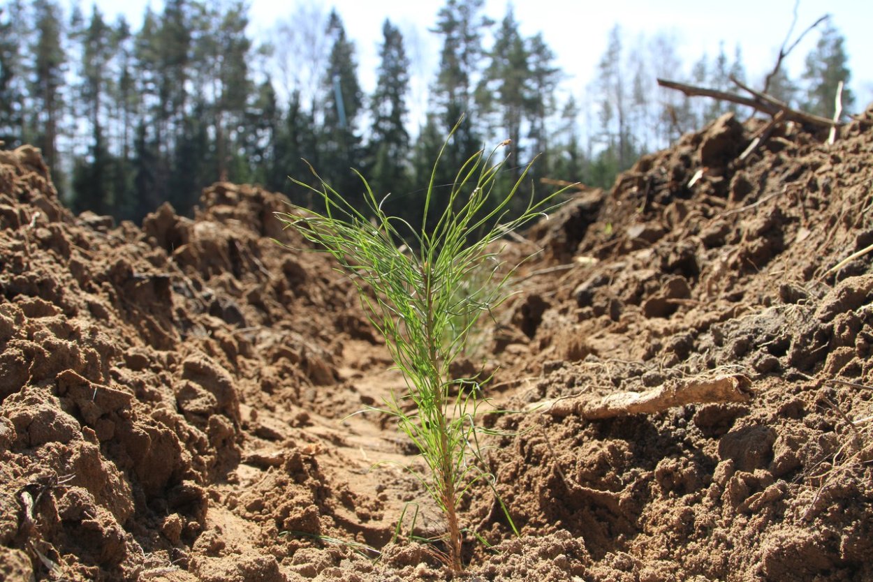 Посадка лесных культур (сеянцев сосны)