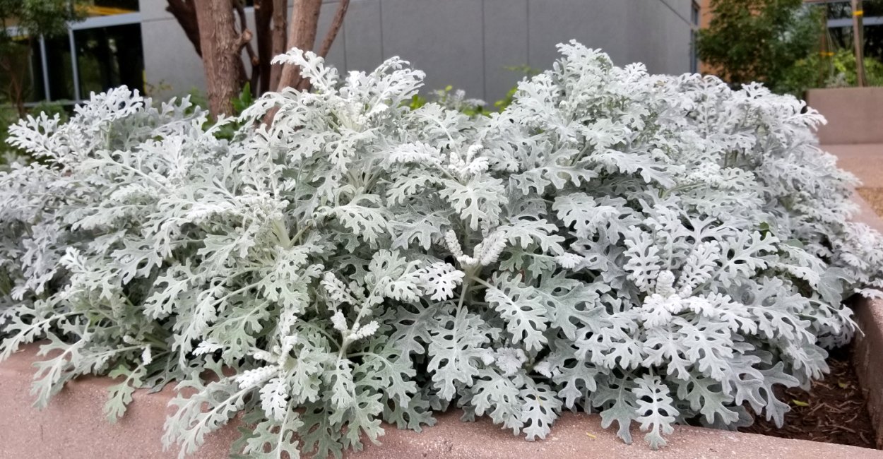 Цинерария Приморская Андромеда