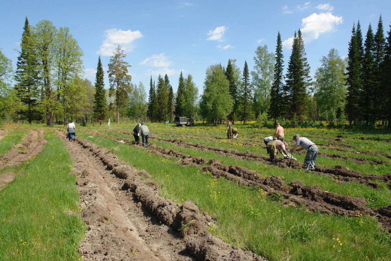 Посадка лесных насаждений
