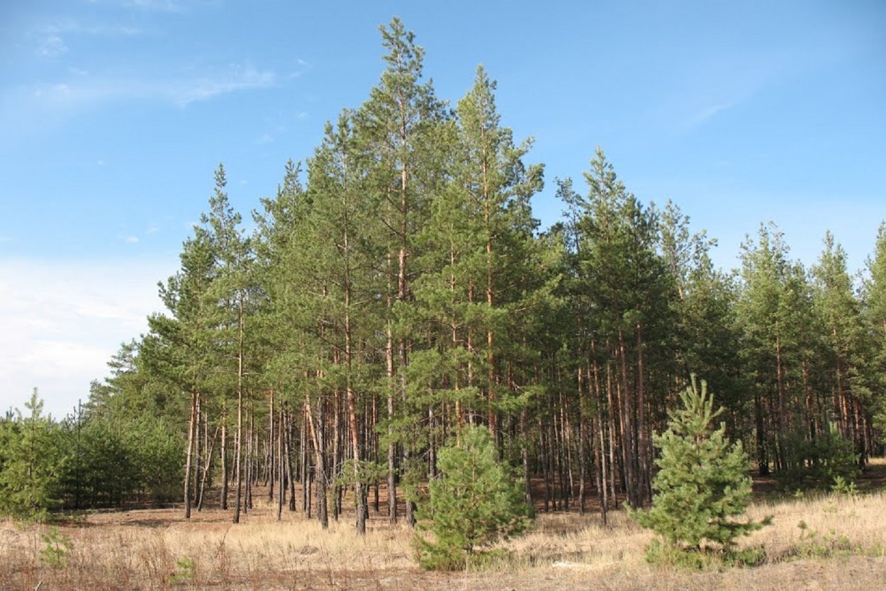 Сосновый лес Саратовская область