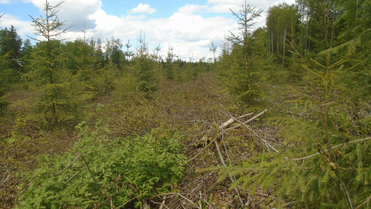 Сплошные Лесные культуры