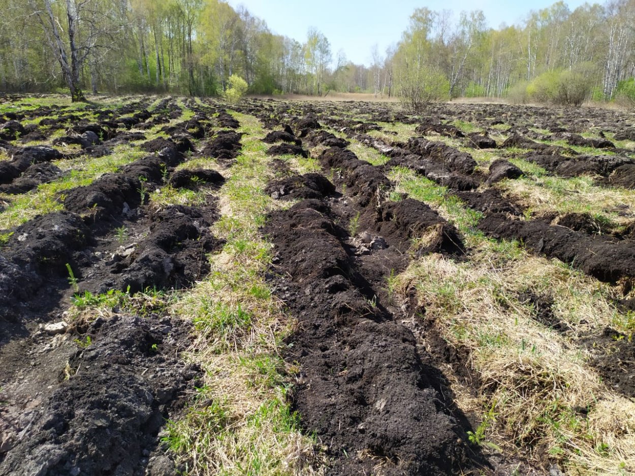 Грядовой посев лесных культур