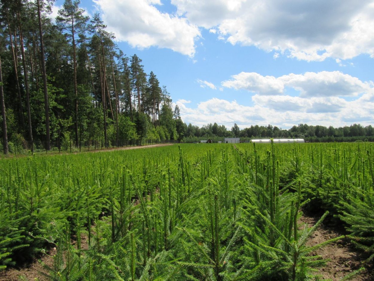 Лесосеменная плантация Карелия