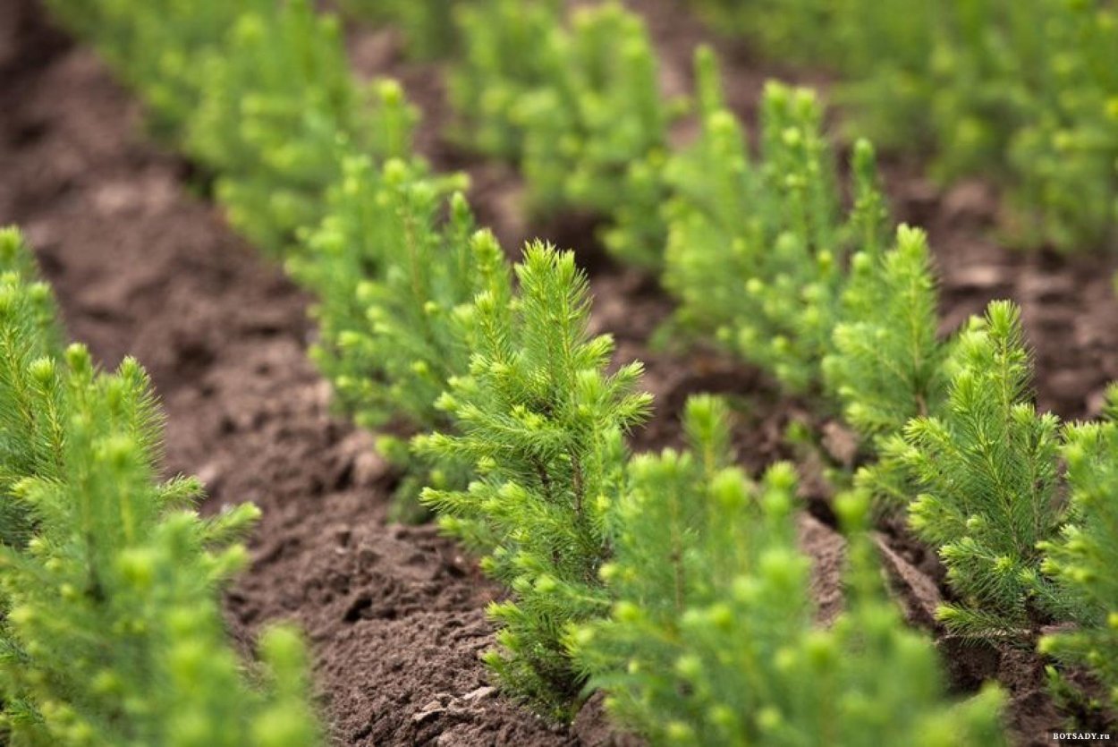 Сеянцы сосны обыкновенной Лесопитомник